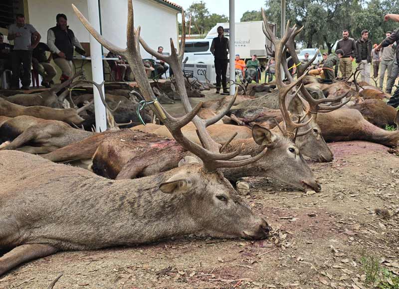 Chaqueta Caza Blaser
