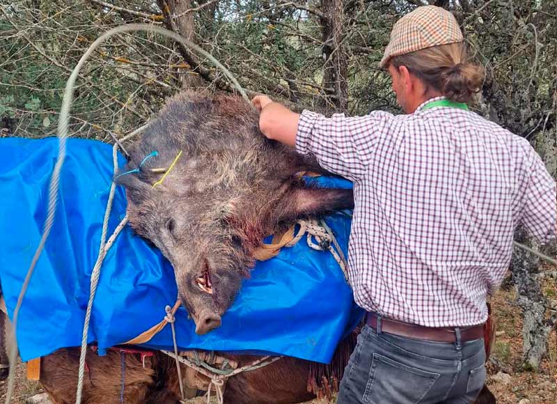 Chaqueta Caza Blaser