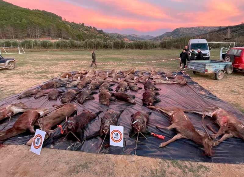 Chaqueta Caza Blaser