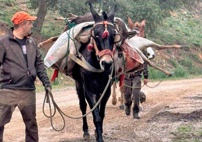 Chaqueta Caza Blaser