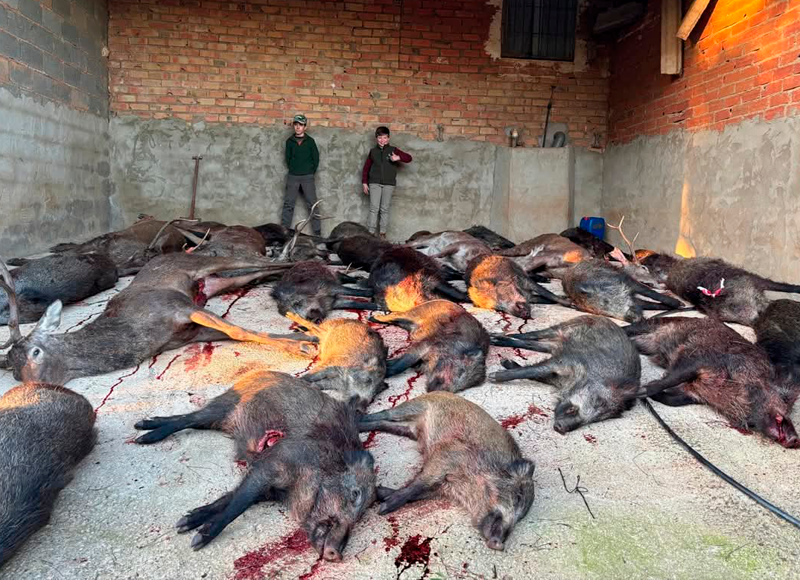 Chaqueta Caza Blaser