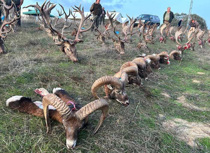 Chaqueta Caza Blaser