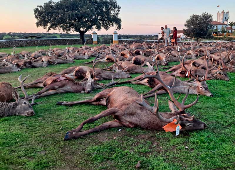 Chaqueta Caza Blaser