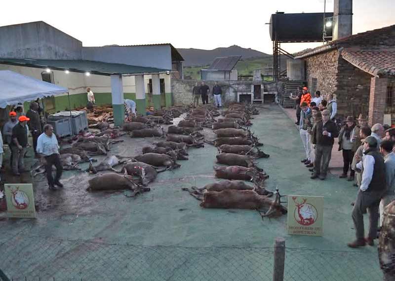 Chaqueta Caza Blaser