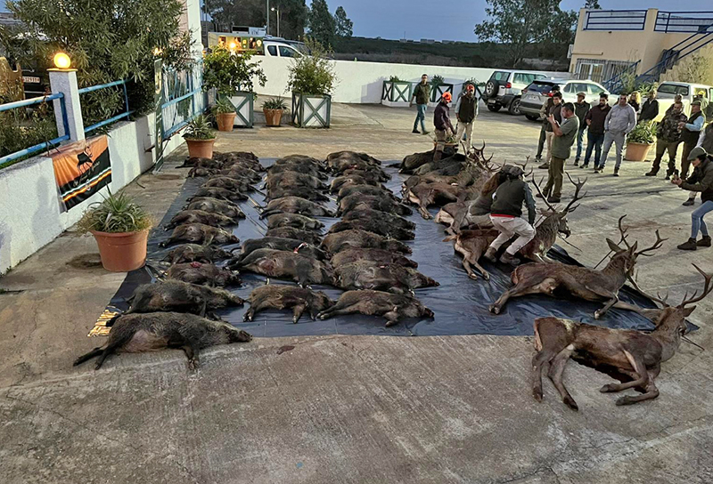 Chaqueta Caza Blaser