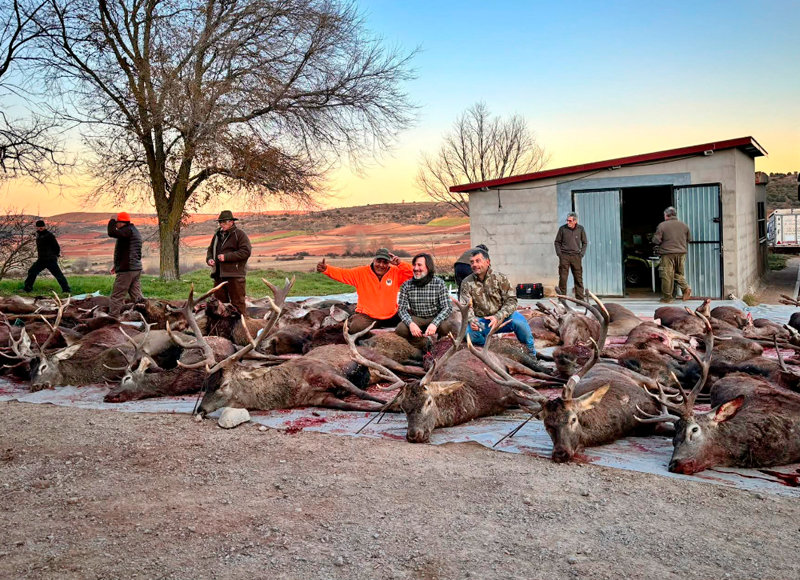 Chaqueta Caza Blaser