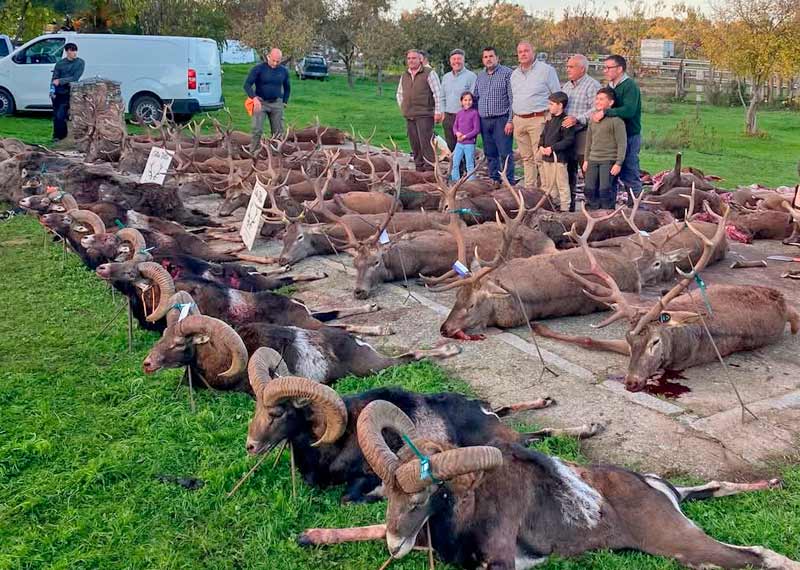 Chaqueta Caza Blaser