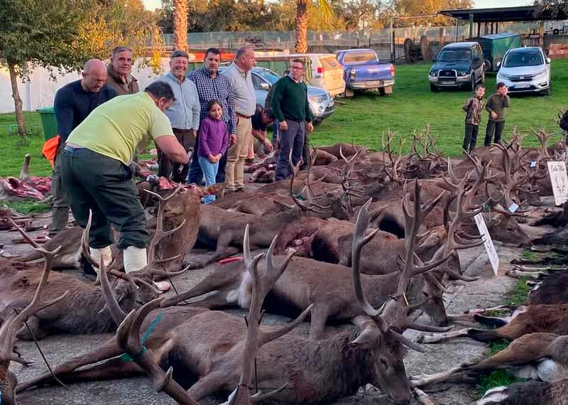 Chaqueta Caza Blaser