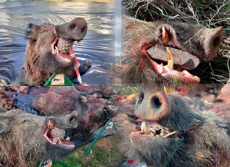 Chaqueta Caza Blaser