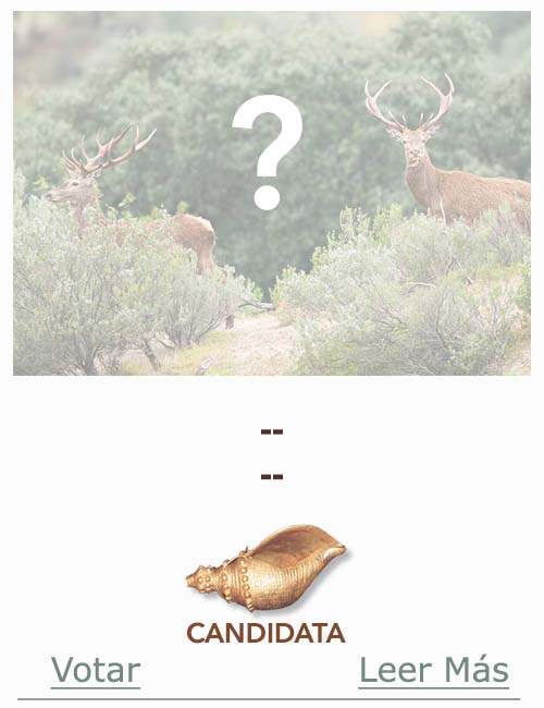 Candidatas 2025 2026 AB Campete