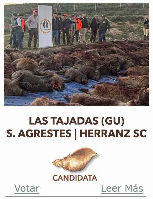 Candidatas 2025 2026 AB Campete