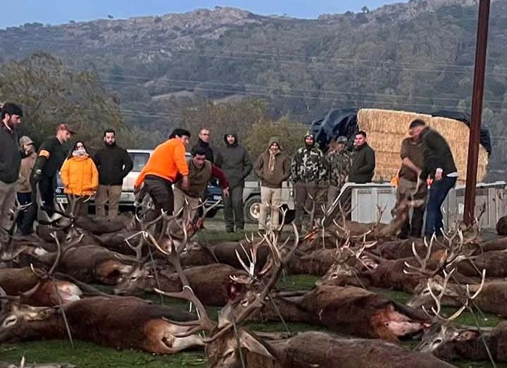 Bordalo Estellez 2025 01