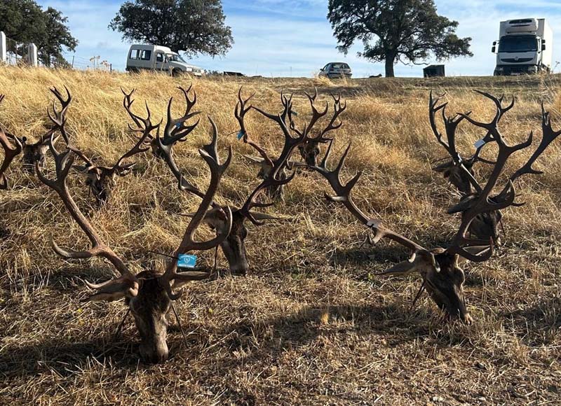 Chaqueta Caza Blaser