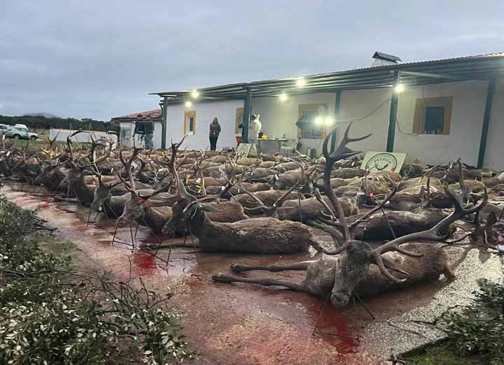 Chaqueta Caza Blaser