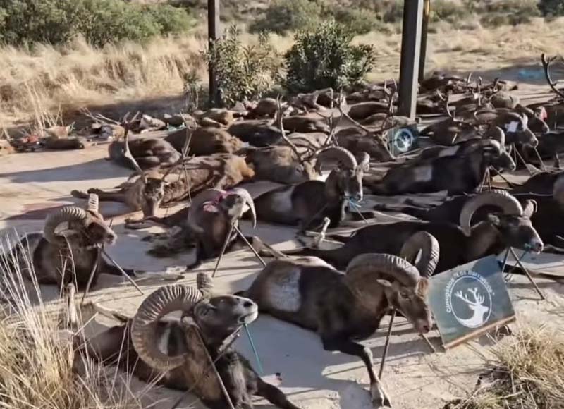 Chaqueta Caza Blaser