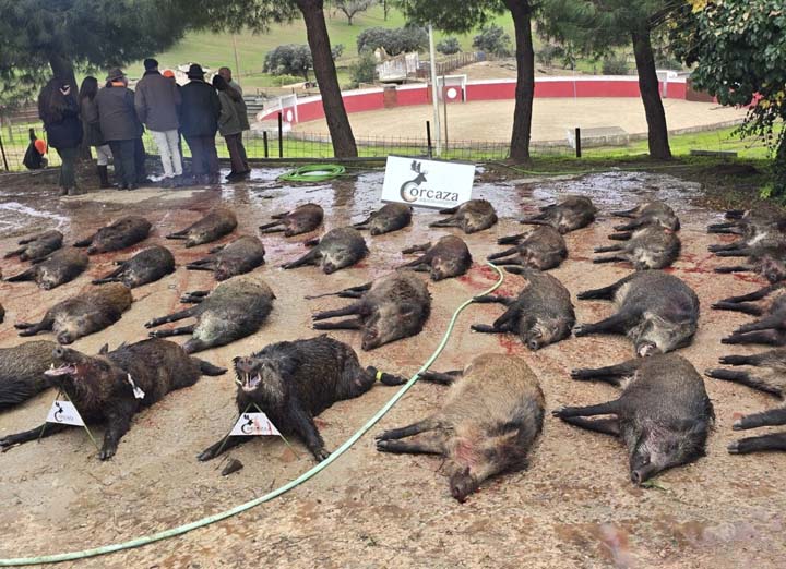 Bordalo Estellez 2025 01