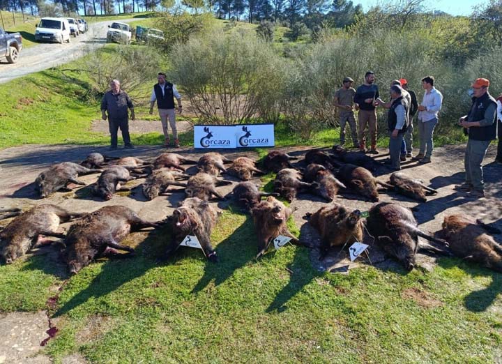 Bordalo Estellez 2025 01