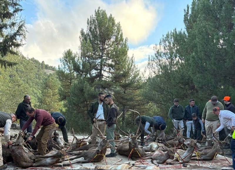 Chaqueta Caza Blaser