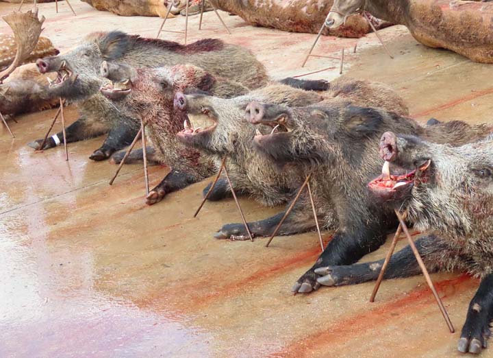 Chaqueta Caza Blaser