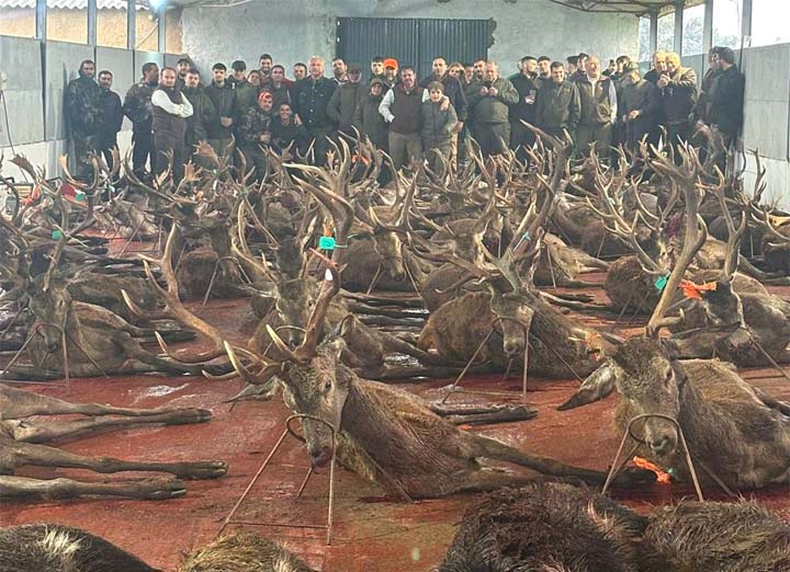 Chaqueta Caza Blaser