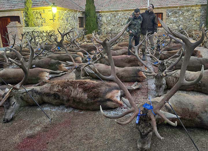 Bordalo Estellez 2025 01