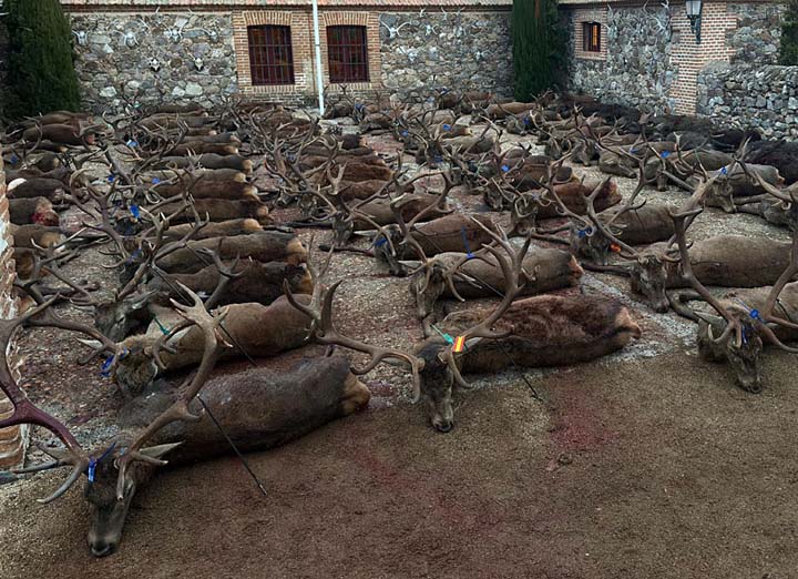 Bordalo Estellez 2025 01